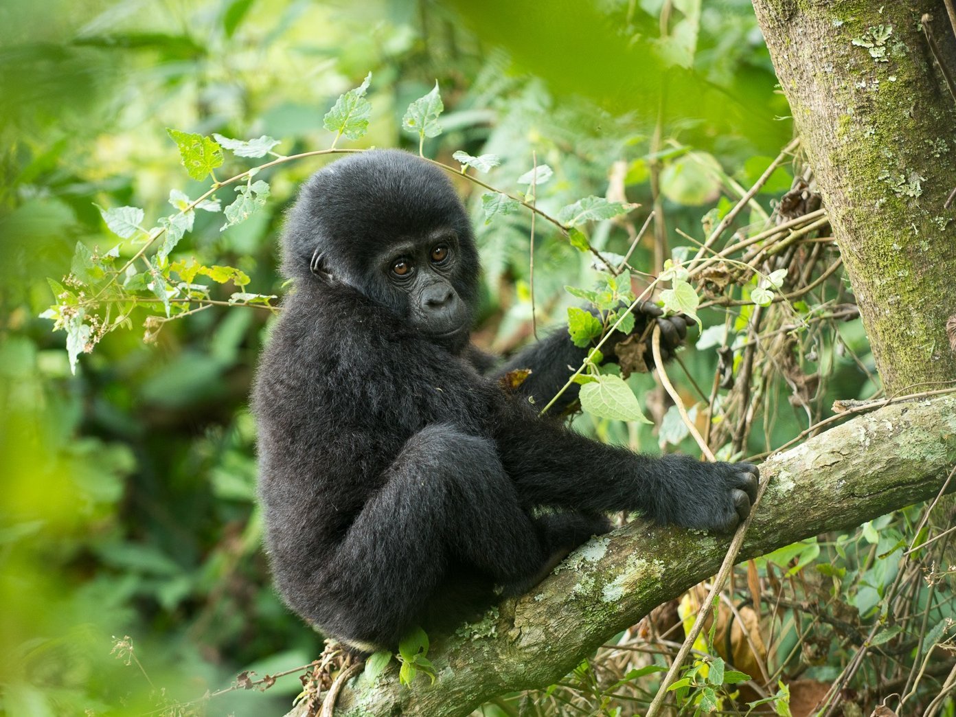 Uganda Familienreise - Gorilla im Baum