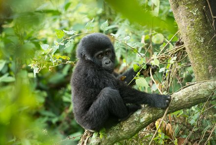 Uganda Familienreise - Gorilla Baby 