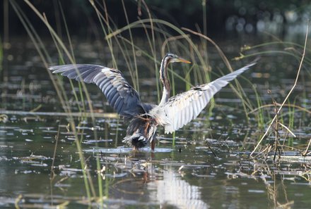 Sri Lanka Sommerurlaub mit Kindern - Vogel auf Wasser