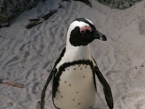 Südafrika Familienreise mit Jugendlichen - Pinguine