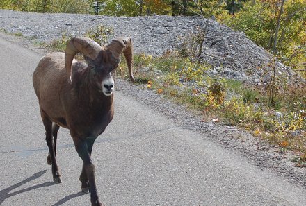 Westkanada for family - Familienurlaub Kanada - Tierbeobachtungen in Kanada