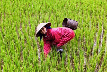 Laos und Vietnam Familienreise - Laos und Vietnam Reise mit Kindern - Einheimische Arbeiterin auf dem Feld
