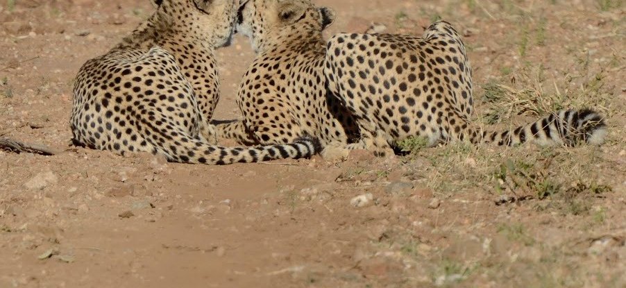 Reisebericht: Südafrika Makutsi Safari Farm - Geparde