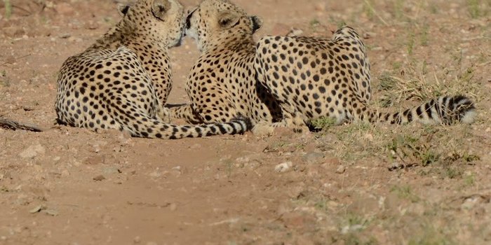 Reisebericht: Südafrika Makutsi Safari Farm - Südafrika mit Kindern - Geparde nebeneinander
