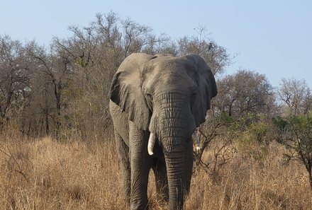 Südafrika for family - Elephant Whispers - Ein Elefant