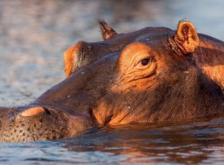 Botswana Familienreise - Flusspferd