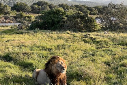 Südafrika Garden Route mit Kindern - Kariega Private Game Reserve - Löwe liegt im Gras