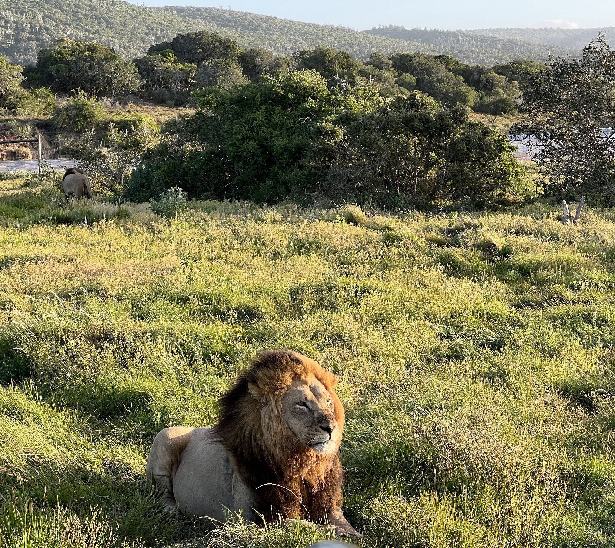 Südafrika Safari Lodges mit Kindern - Familienfreundliche Unterkünfte Garden Route - Kariega Main Lodge - Kariega Game Reserve - Pirschfahrt - Löwe