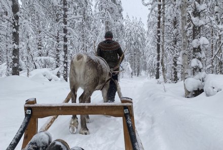 Finnland Familienurlaub - Finnland Winter for family - Rentierherde