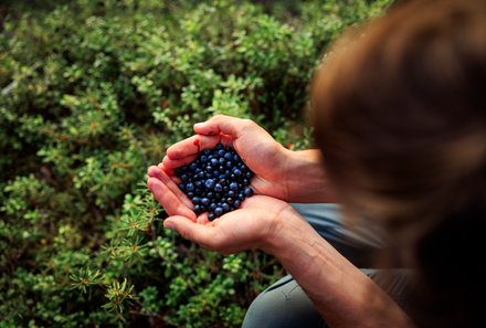 Finnland Familienreise - Finnland Family Summer & Teens - Beeren sammeln