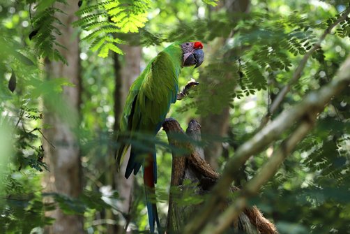 Costa Rica Selbstfahrerreise mit Kind - Papagei im Dschungel