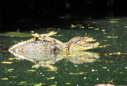 Costa Rica Familienreise - Costa Rica individuell - Tortuguero - Kaiman im Wasser