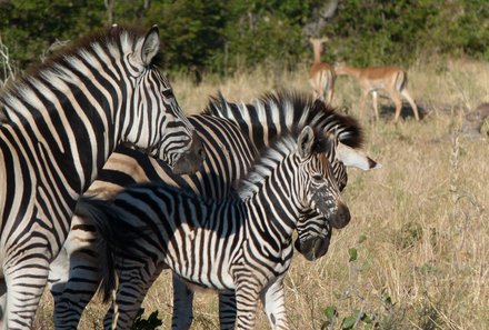 Botswana Familienreise - Botswana Family & Teens - Zebras