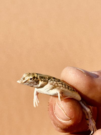 Namibia for family - Namibia Familienreise mit Kindern - Reptilien in der Wüste 