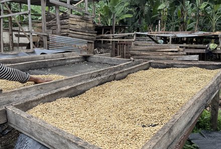Tansania Familienreise - Tansania for family individuell - Familienabenteuer Tansania - Kaffeeproduktion