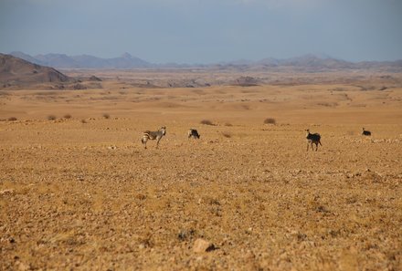 Namibia mit Jugendlichen - Wüstengras Ebene