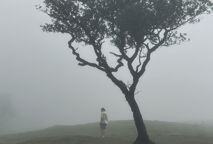 Madeira Familienreise - Madeira for family Gruppenreise - Baum im Nebel