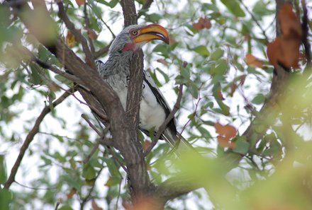 Botswana Familienreise - Botswana for family individuell - Nata Bird Sanctuary Vogel im Baum