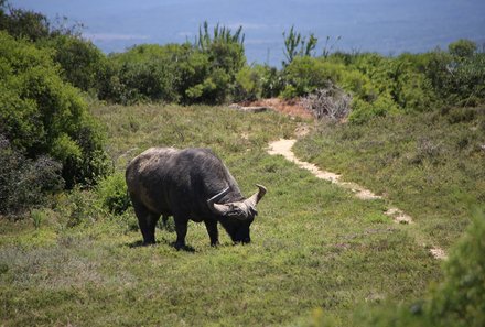 Südafrika Garden Route mit Kindern - Addo Elephant Nationalpark - Büffel