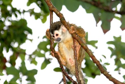 Costa Rica mit Jugendlichen - Costa Rica Family & Teens - Squirrel Affe