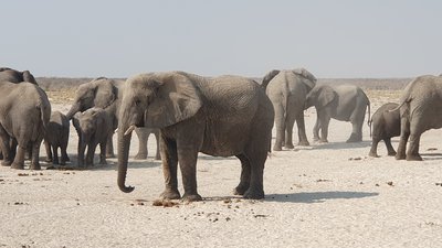 Feedback NAFTAL - Sommerferien 2024 - Namibia Family & Teens - Elefantenherde im Etosha Feedback NAFTAL - Sommerferien 2024 - Namibia Family & Teens - Elefantenherde im Etosha