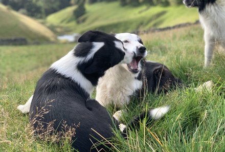 Schottland Familienreise - Schottland mit Kindern - Hütehunde Border Collies