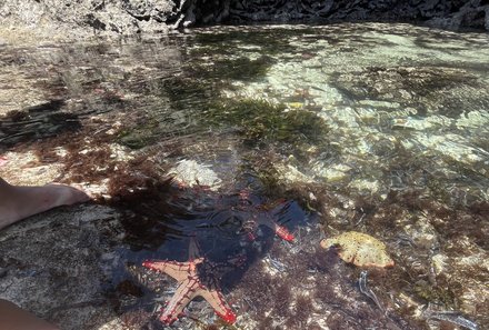 Kenia Familienreise - Kenia for family individuell - Chale Island - Seestern