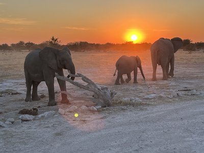 Namibia mit Kindern - Namibia Familienreise - Safari bei Sonnenuntergang Elefanten Namibia mit Kindern - Namibia Familienreise - Safari bei Sonnenuntergang Elefanten