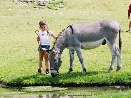 Frankreich Familienreise - Eselwanderung