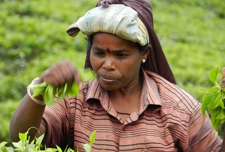 Sri Lanka Familienreise - Sri Lanka mit Kindern - Teepflückerin