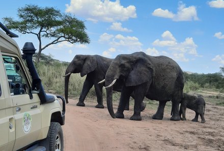 Familienreise Tansania - Tansania for family individuell deluxe - Elefanten vor einem Jeep