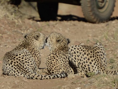 Südafrika Familienreise - Makutsi Safari Farm - Baby Gepard