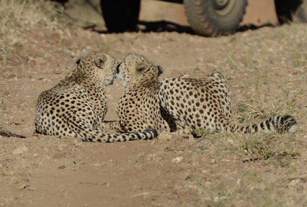 Südafrika mit Kindern - Südafrika for family - zwei Geparde