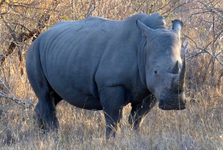 Südafrika Familienreise - Südafrika Family & Teens - Pirschfahrt - Nashorn