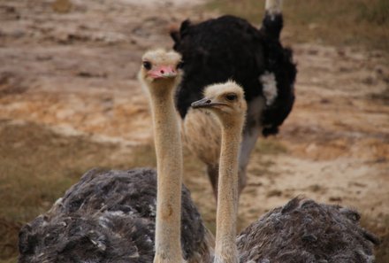 Garden Route mit Kindern Familiensafari - Südafrika Strauß