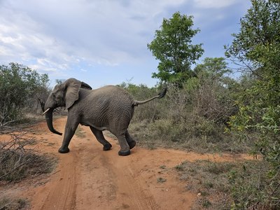 Makutsi - Afrika - ZAFFMA - Elefant