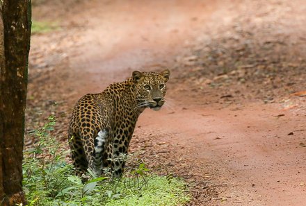 Sri Lanka Sommerurlaub mit Kindern - Leopard