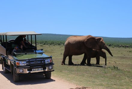 Familienurlaub Garden Route - Garden Route for family - Addo Elephant Nationalpark Safari