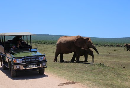 Familienreise Südafrika - Gardenroute for family - Jeep und Elefant im Addo Nationalpark