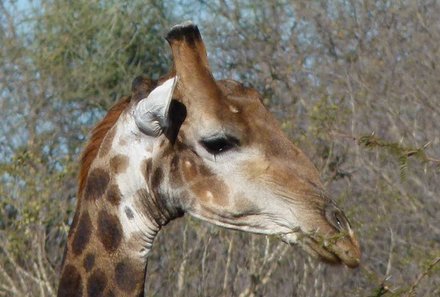 Südafrika mit Kindern - Südafrika Teens on Tour - Giraffe