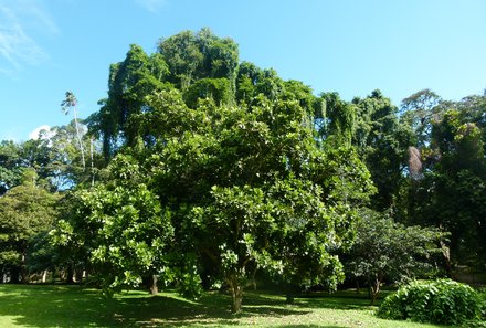 Sri Lanka mit Kindern - Sri Lanka for family - Botanischer Garten in Peradeniya