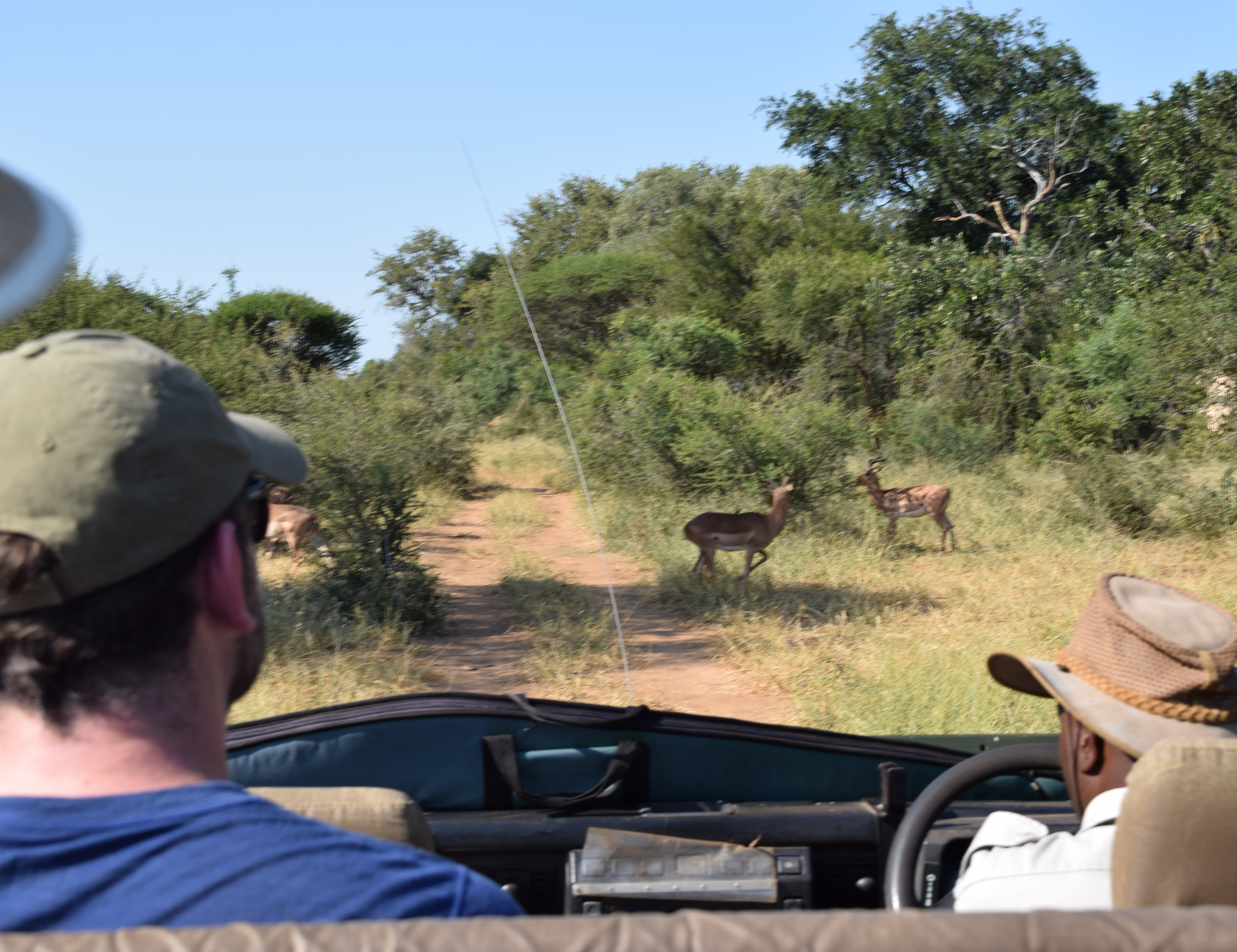 Südafrika mit Kindern - Mit Kindern auf Safari & zum Kap der guten Hoffnung - Makutsi Safari