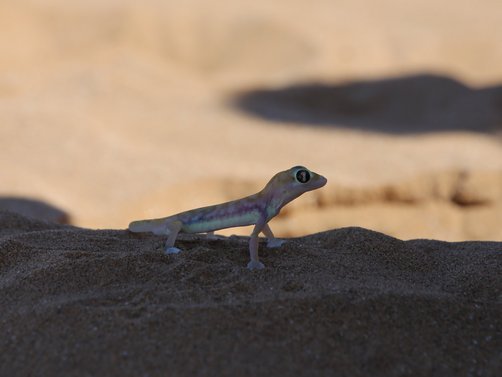 Namibia Reisen mit Kindern - Die Little Five auf der Living Desert Tour entdecken - Wüstengecko