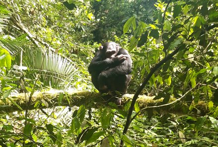 Uganda Individualreise - Uganda for family individuell - Schimpansen-Tracking im Budongo Forest
