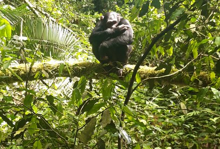 Safari Afrika mit Kindern - Safari Urlaub mit Kindern - beste Safari-Gebiete - Uganda - Schimpanse
