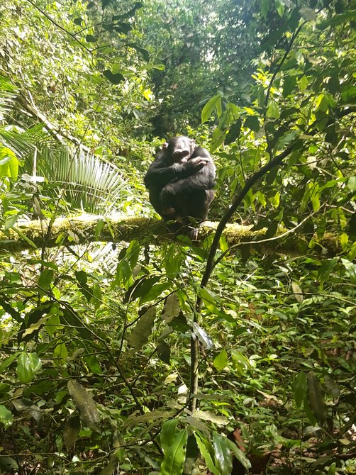 Svenja in Uganda - Familienreise nach Uganda - Schimpansen