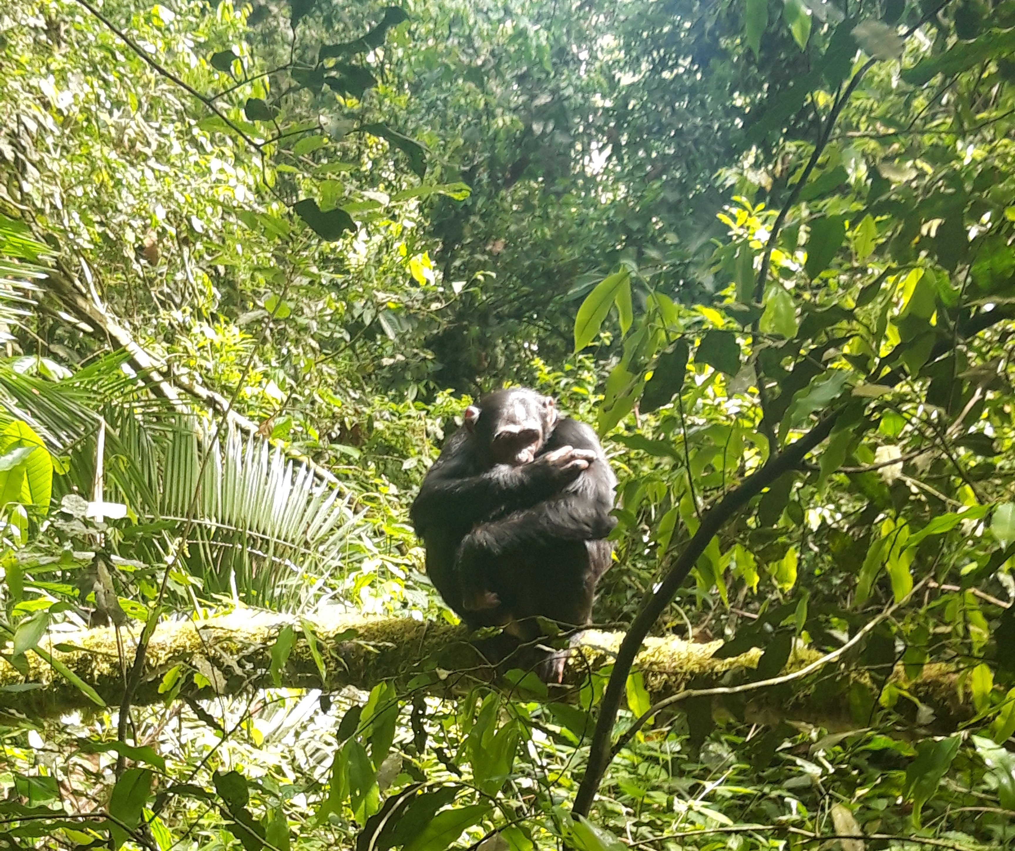 Svenja in Uganda - Familienreise nach Uganda - Schimpanse