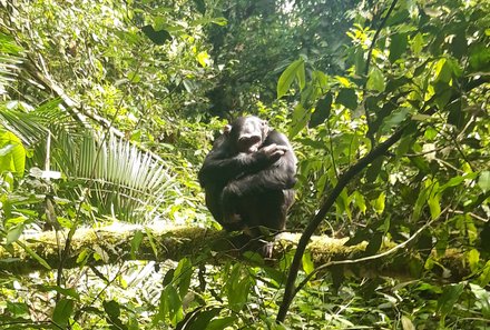 Uganda Family & Teens - Schimpansen Tracking - Schimpanse im Baum