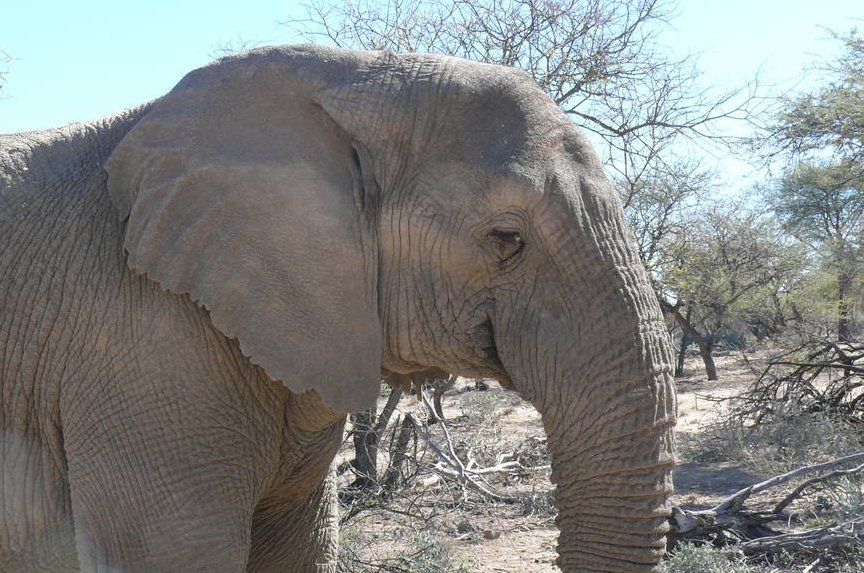 Safari mit Kindern - Afrika mit Kindern - Afrikanischer Elefant