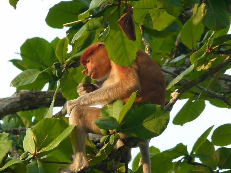 Familienreise Malaysia und Borneo - Malaysia und Borneo mit Kindern - Nasenaffe